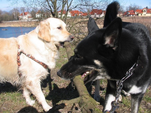 Mimi i Polina #pies #psy #zwierzęta