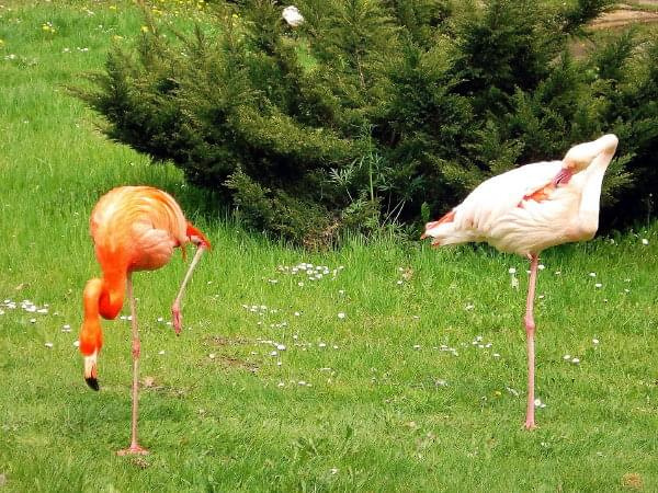 Flamingi 25 IV 08 #flaming #flamingi #natura #fauna