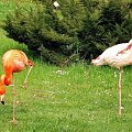 Flamingi 25 IV 08 #flaming #flamingi #natura #fauna
