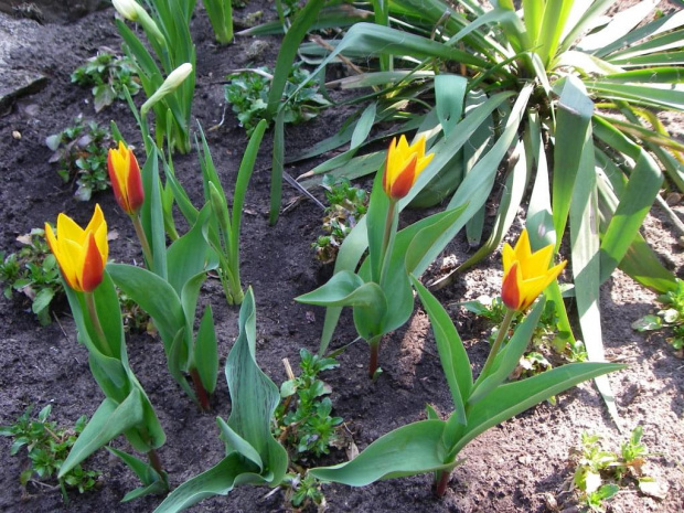 Tulipany