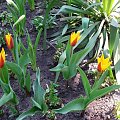 Tulipany