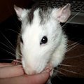 moja szczurzyca LISA