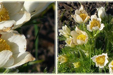 #wiosna #sasanki #kwiaty