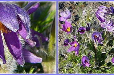 #sasanki #kwiaty #wiosna