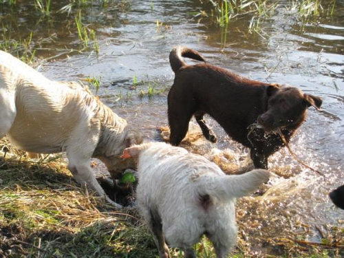 labradors