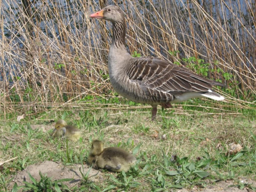 ZOO Poznań