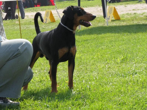 #PinczerŚredni #GermanPinscher