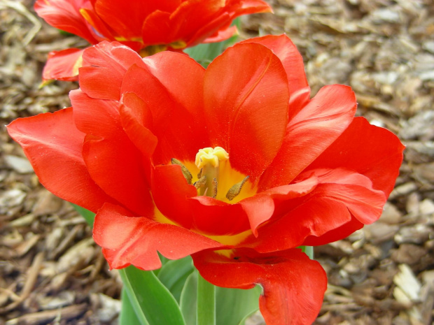 #kwiat #kwiatek #CzerwonyKwiat #CzerwonyKwiatek #ŁadnyKwiat #ŁadnyKwiatek #OgródBotanicznyPowsin #ogród #botanika #Powsin #OgródBotaniczny #KwiatWOgrodzie #KwiatekWOgrodzie #CzerwonyKwiatWOgrodzie #CzerwonyKwiatekWOgrodzie #czerwień #czerwo