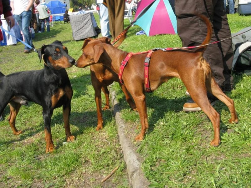 #PinczerŚredni #GermanPinscher