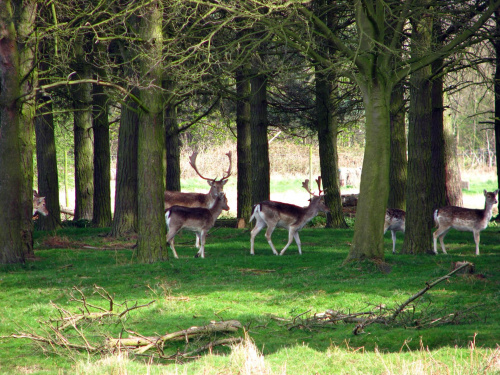 Daniele (Dama dama) - gatunek ssaka z rodziny jeleniowatych #przyroda #natura #krajobraz #drzewa #rośliny #zwierzęta #park #niebo