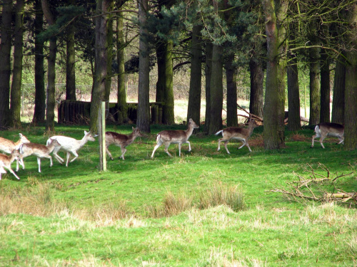 Daniele (Dama dama) - gatunek ssaka z rodziny jeleniowatych #przyroda #natura #krajobraz #drzewa #rośliny #zwierzęta #park #niebo