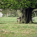 Daniele (Dama dama) - gatunek ssaka z rodziny jeleniowatych #przyroda #natura #krajobraz #drzewa #rośliny #zwierzęta #park #niebo