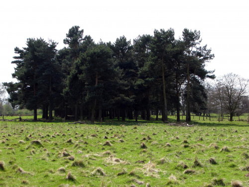 Park w Wielkiej Brytanii #przyroda #natura #krajobraz #drzewa #rośliny #zwierzęta #park #niebo