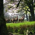 Renifer (ren) (Rangifer tarandus). Dla podgatunków północnoamerykańskich stosuje się nazwę Karibu. #przyroda #natura #krajobraz #drzewa #rośliny #zwierzęta #park #niebo