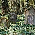 Mają zmarli w niedzielę ten pośmiertny kłopot,
że w obczyźnie cmentarza czują się - bezdomnie... #CmentarzŻydowski