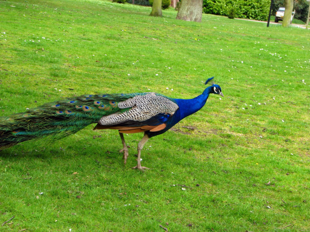 Paw indyjski (Pavo cristatus) - duży ptak grzebiący z rodziny kurowatych #przyroda #natura #zwierzęta #ptaki #krajobraz #paw #fauna #flora