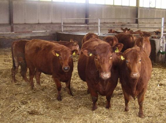 Red Angus #BydłoMięsne