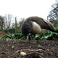 Paw indyjski (Pavo cristatus) - duży ptak grzebiący z rodziny kurowatych #przyroda #natura #zwierzęta #ptaki #krajobraz #paw #fauna #flora