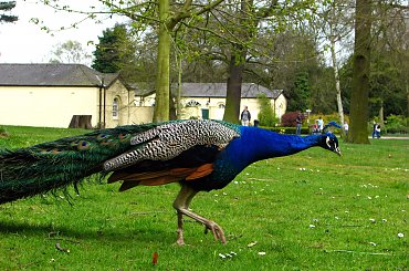 Paw indyjski (Pavo cristatus) - duży ptak grzebiący z rodziny kurowatych #przyroda #natura #zwierzęta #ptaki #krajobraz #paw #fauna #flora