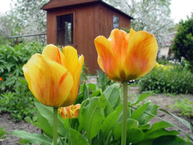 Tulipany #kwiaty #ogród #wiosna