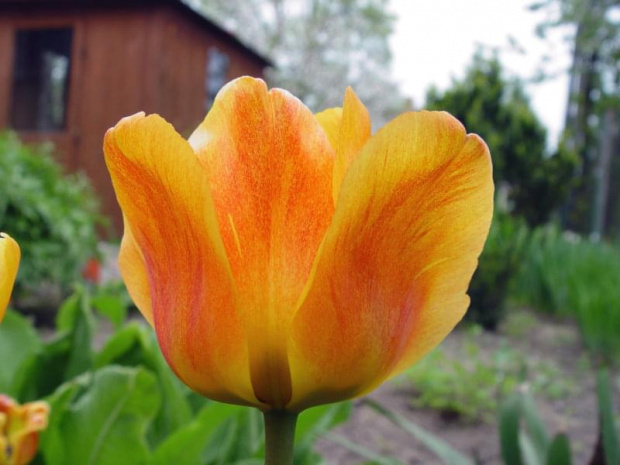 Tulipan #kwiaty #ogród #wiosna