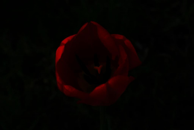 Dlugo sie zastanawialem czy umieścić to zdjęcie. Kwiaty mojego ogrodu. #Kwiat #tulipan