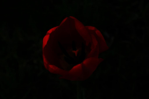 Dlugo sie zastanawialem czy umieścić to zdjęcie. Kwiaty mojego ogrodu. #Kwiat #tulipan