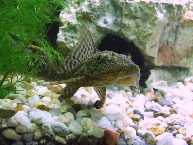 Ancistrus dolichopterus (Zbrojnik niebieski)