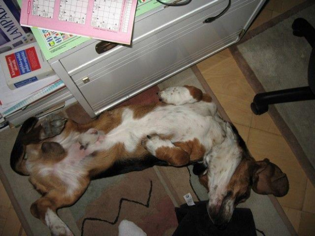 Błogostan... #pies #psy #BassetHound #Boogie #Ostrołęka