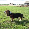 #pies #psy #BassetHound #Boogie #Ostrołęka