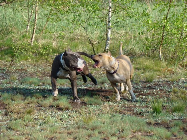 zabawa Tejli i Lucka 2 maja 2008