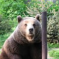#Misio #zoo #zwierzęta #wrocław #NiedźwiedźBrunatny