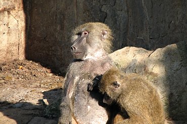 #Małpy #zoo #Wrocław