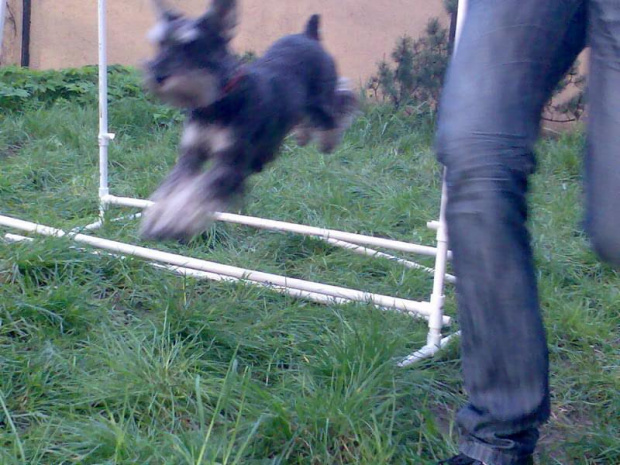 agility #pies