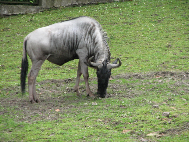 #Antylopy #zwierzęta #zoo #Wrocław