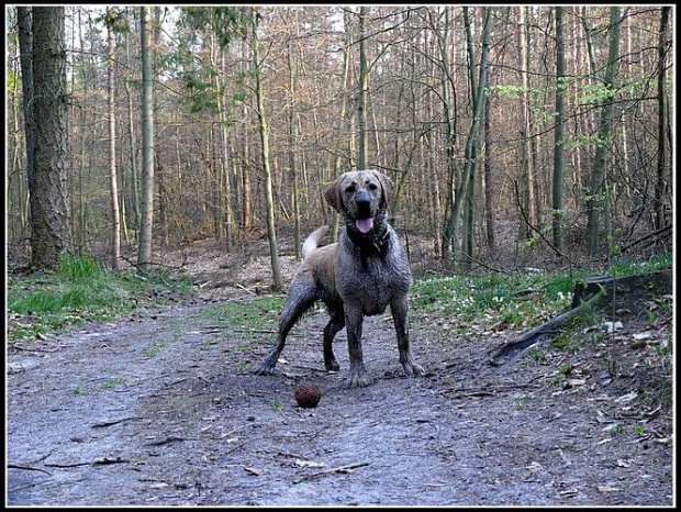 #labrador #pies