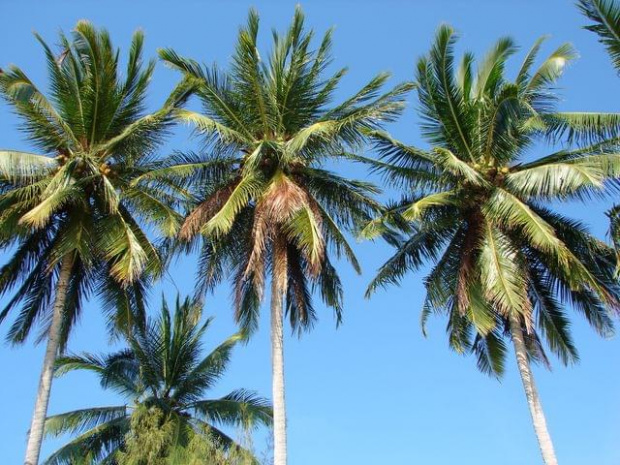 plaża Coral beach, Pulau Perentian Kecil (Wyspa Przystanek Mały)