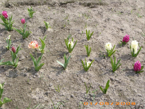tulipany i hiacynty:)