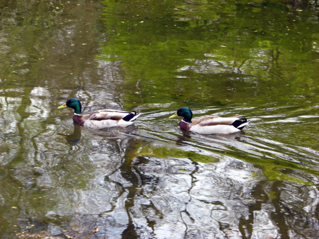 krzyżówki #przyroda #natura #zwierzęta #krajobraz #drzewa #park #wiosna #ogród