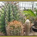 katusy #kaktusy #ogrody