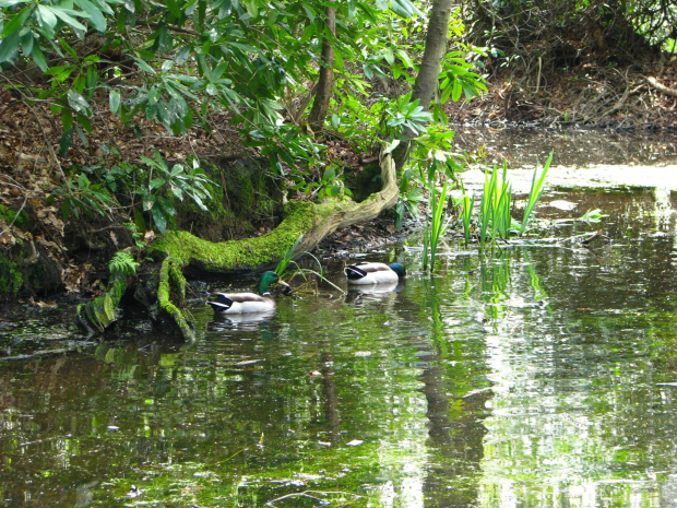 krzyżówki #przyroda #natura #zwierzęta #krajobraz #drzewa #park #wiosna #ogród