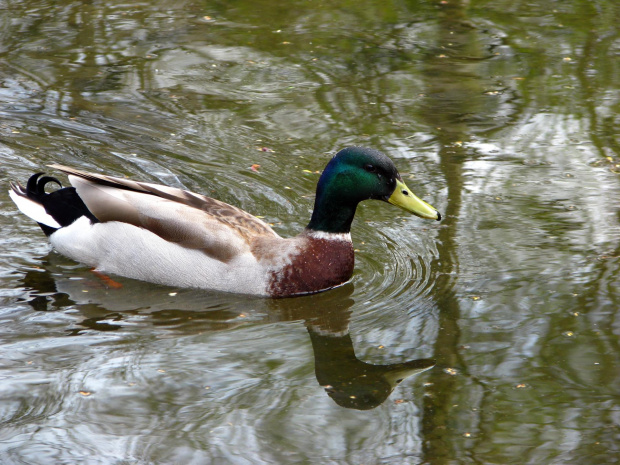 krzyżówka #przyroda #natura #zwierzęta #krajobraz #drzewa #park #wiosna #ogród