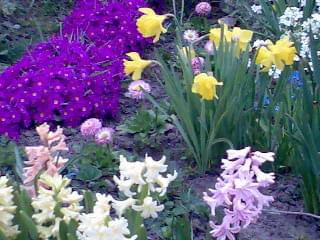 Wiosna [marzec-kwiecień 2008r.] #kwiaty