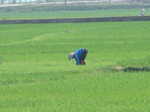 Pola ryżowe na północy Wietnamu