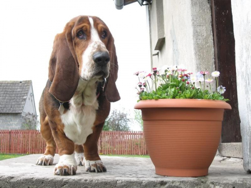 #Basset #Ostrołęka #BassetHound #Boogie #pies