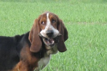 Cheese please #Basset #Ostrołęka #BassetHound #Boogie #pies