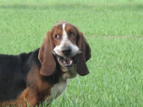 Cheese please #Basset #Ostrołęka #BassetHound #Boogie #pies