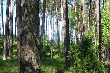 kuźnik #las #przeswit #kuznik #drzewa