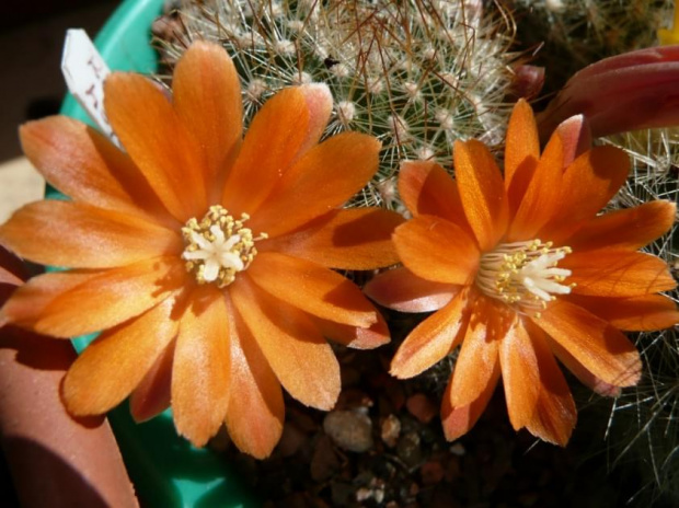 Rebutia hoffmanni