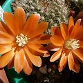 Rebutia hoffmanni